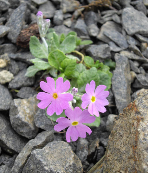 Primula farinosa photo